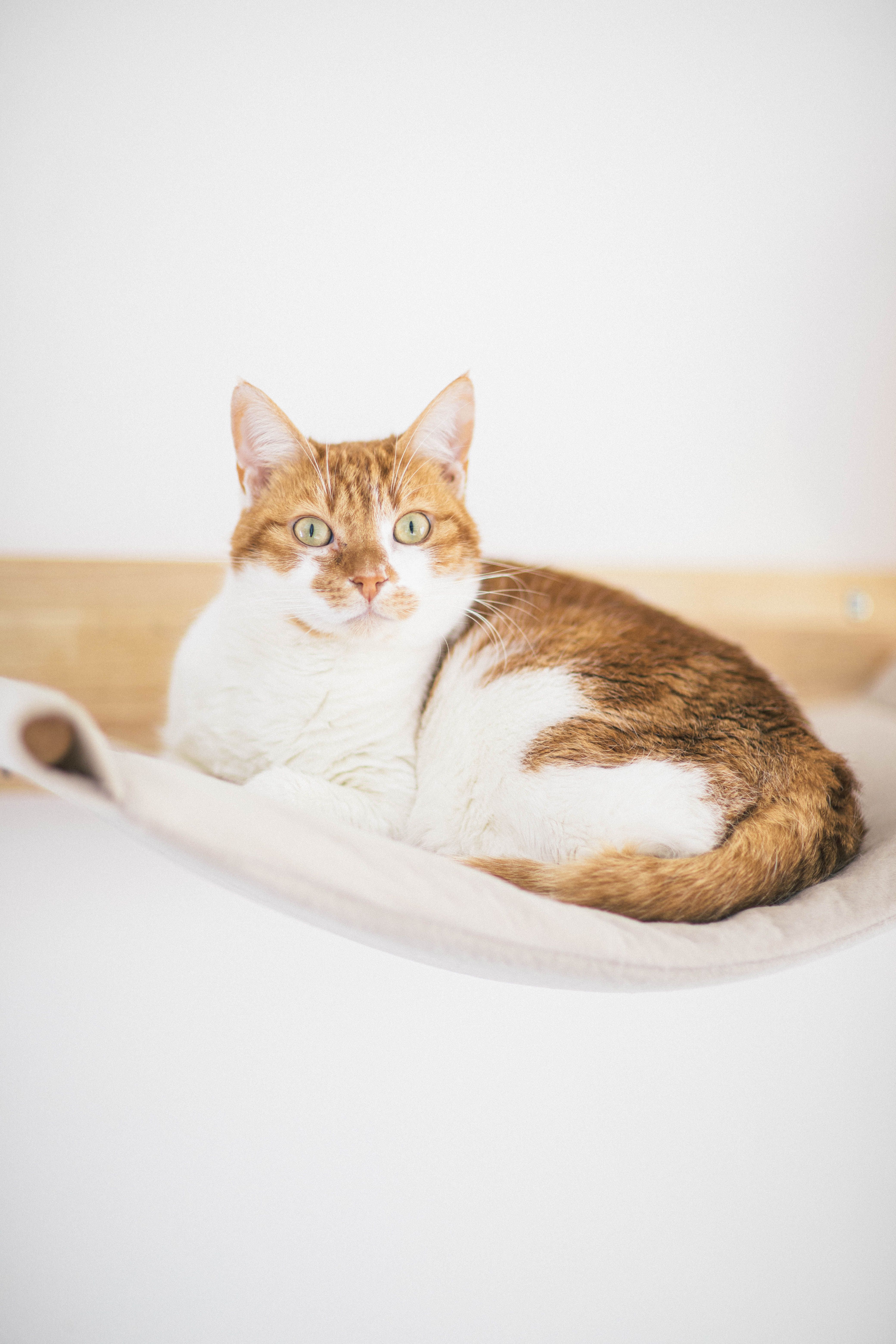 Cat Home Products
