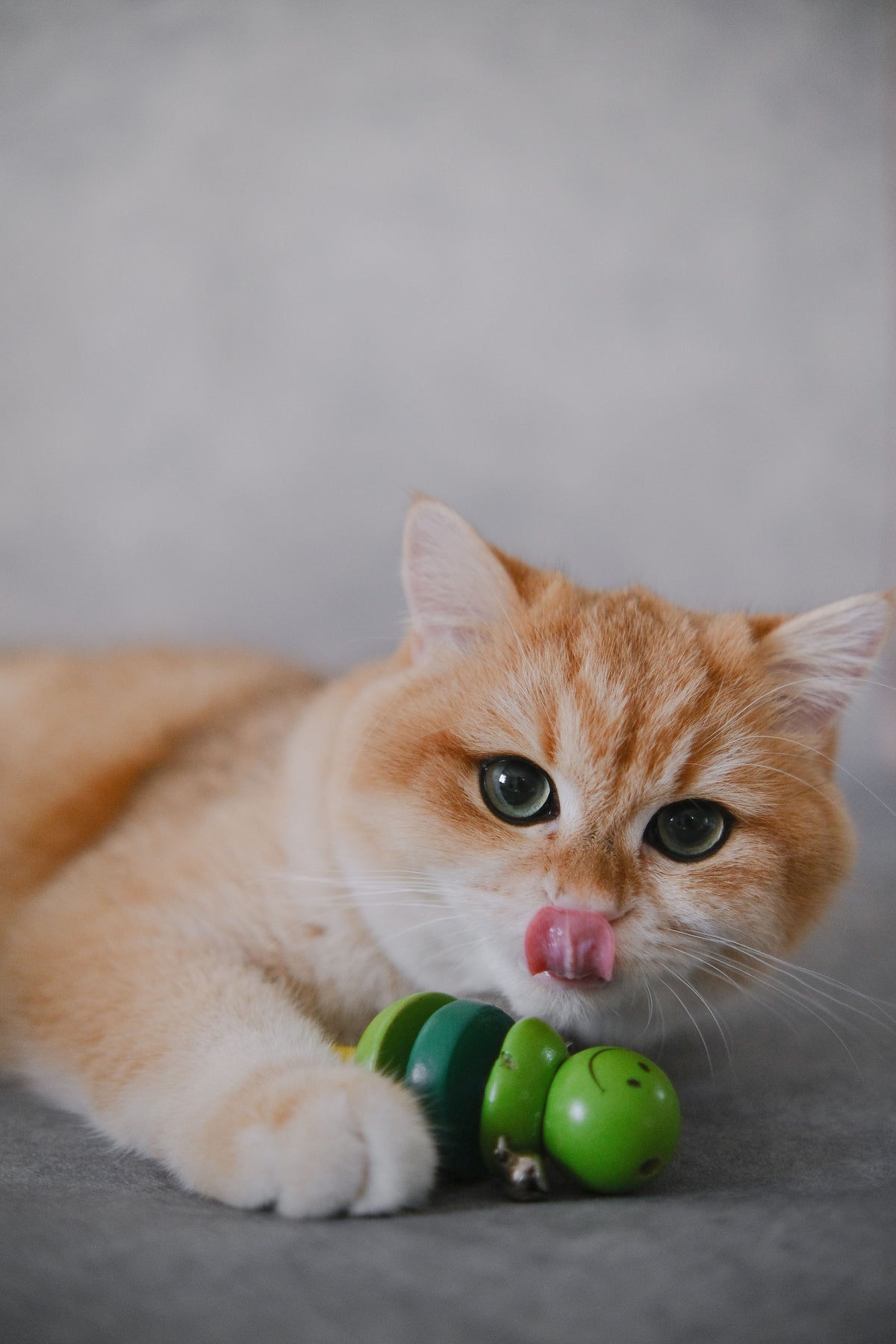 Interactive Toys & Enrichment